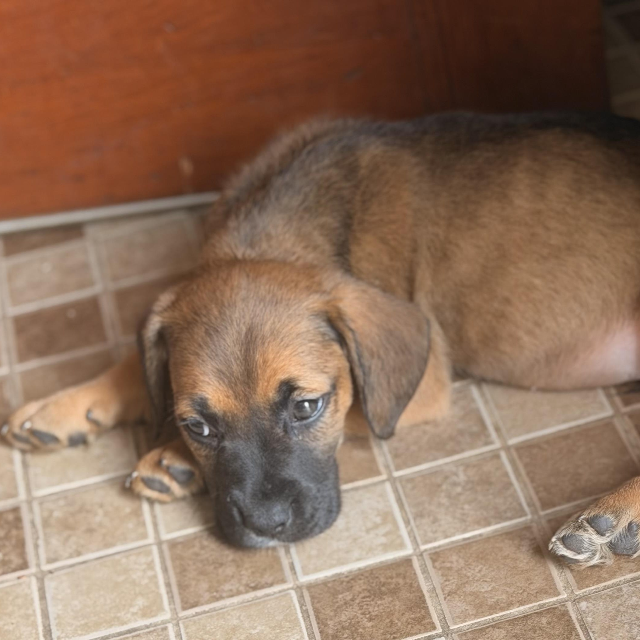 Enlarge Harley, a ADOPTABLE mixed breed in Wilmington, IL image 2/3