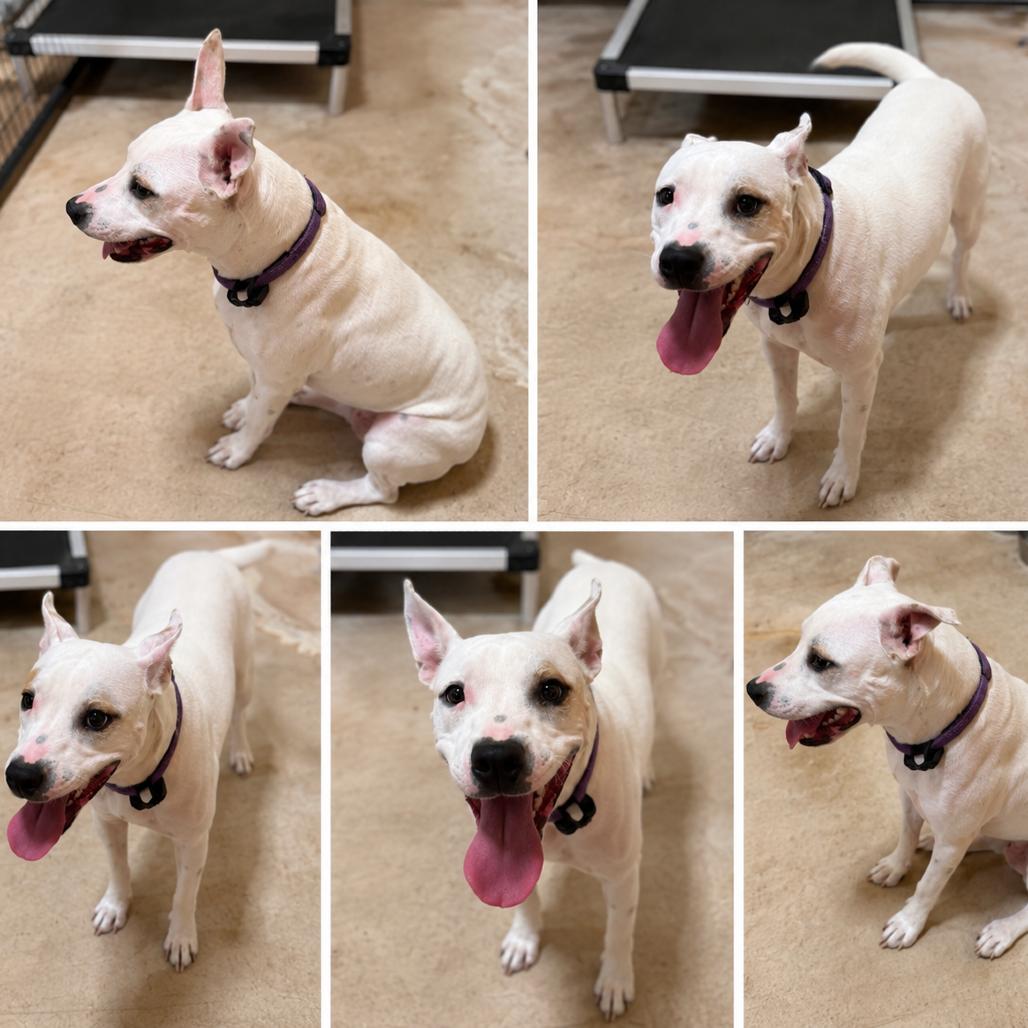 Luna, a Adoptable mixed breed in San Saba, TX image 1/3