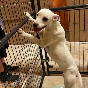 Luna, Adoptable, Young Female Pit Bull Terrier & Labrador Retriever.