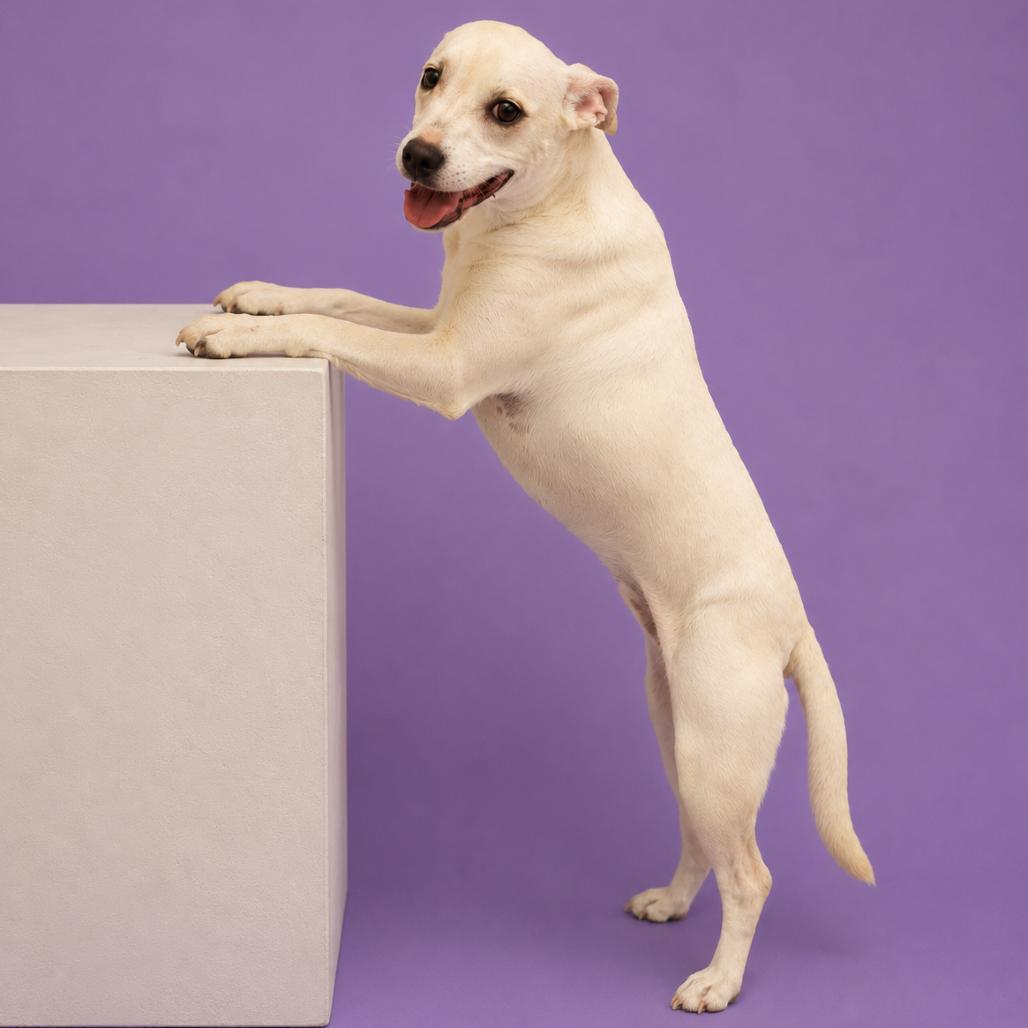 Luna, a Adoptable mixed breed in San Saba, TX image 2/3