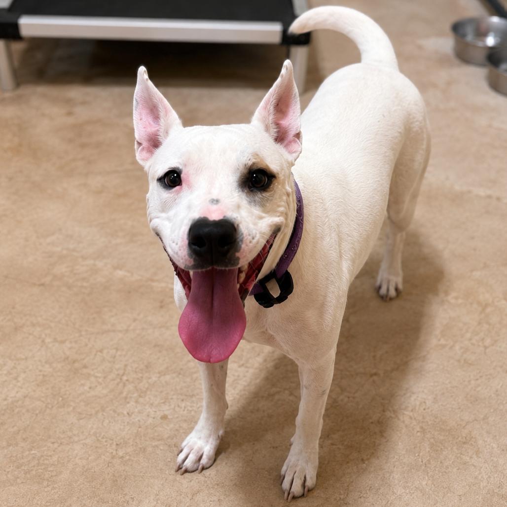 Luna, a Adoptable mixed breed in San Saba, TX image 3/3