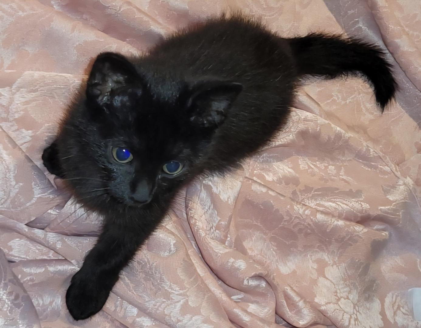 Enlarge Ace, a ADOPTABLE mixed breed in Lawrenceville, GA image 1/1