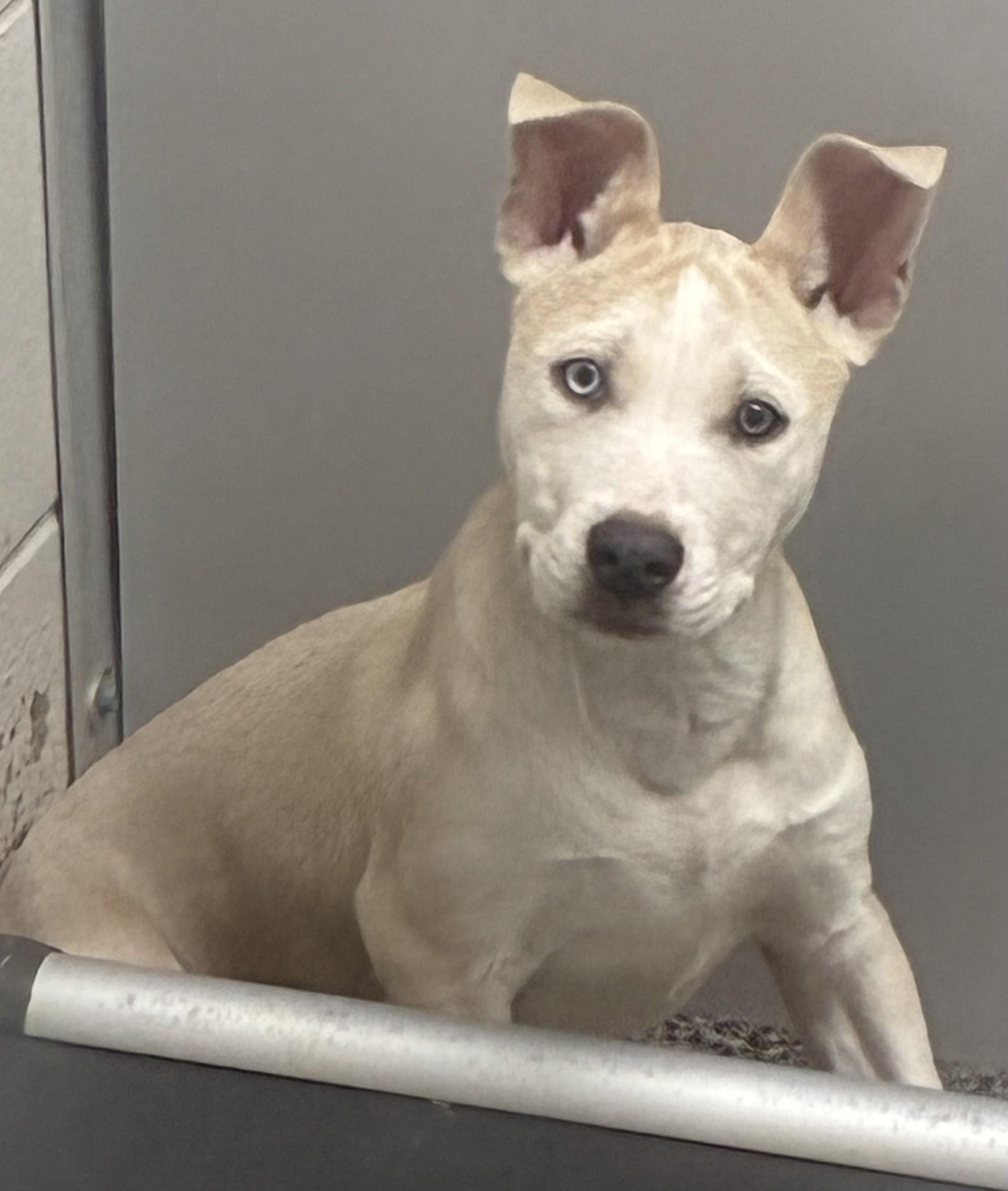 Enlarge Zoey 26-0010/K9, a Adoptable mixed breed in Atlantic, IA image 1/1