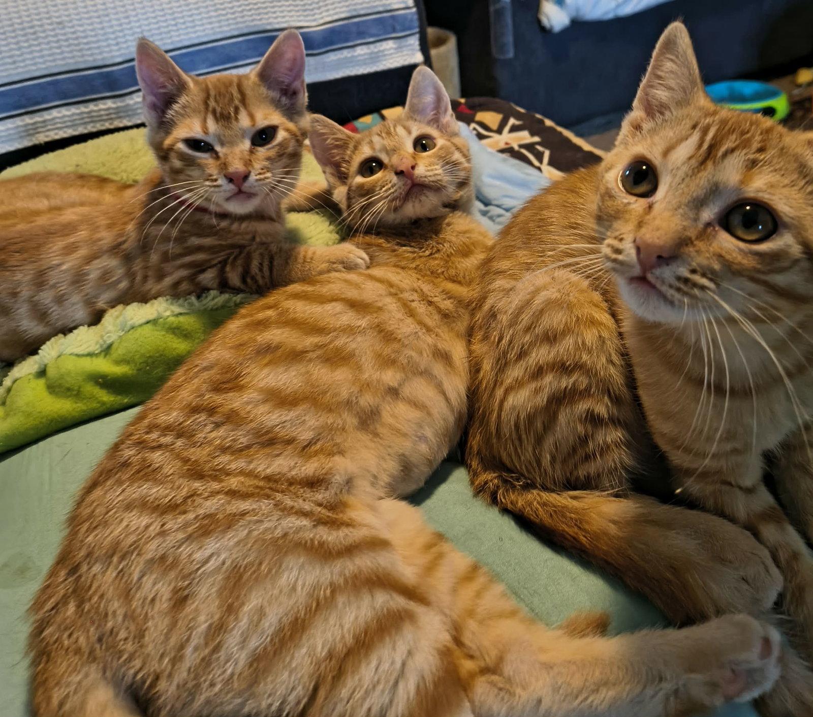 Samesies, Adopted, Young Female Domestic Short Hair.