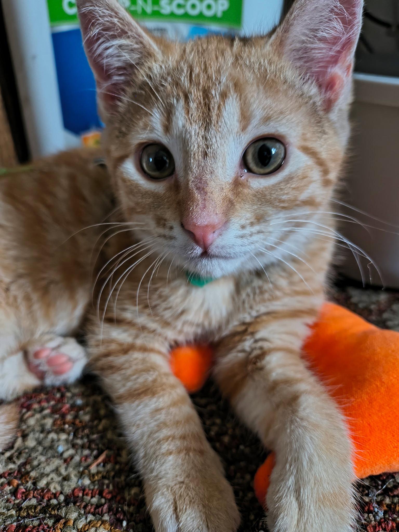 Samesies, a Adopted Domestic Short Hair in Camden, SC image 2/2