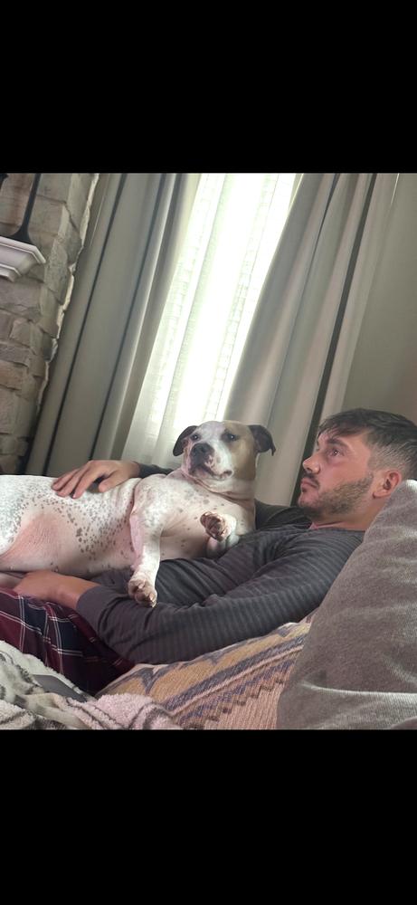 Zoey, Adoptable, Young Female American Bulldog & Pit Bull Terrier.