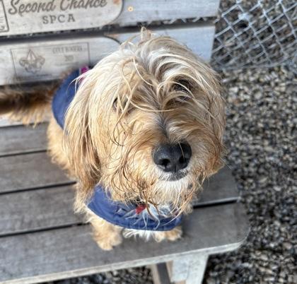 Enlarge Biff, a ADOPTABLE mixed breed in Plano, TX image 1/4