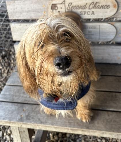 Enlarge Biff, a ADOPTABLE mixed breed in Plano, TX image 2/4