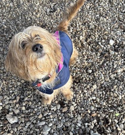 Enlarge Biff, a ADOPTABLE mixed breed in Plano, TX image 3/4