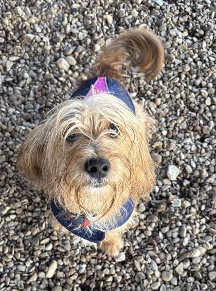 Enlarge Biff, a ADOPTABLE mixed breed in Plano, TX image 4/4