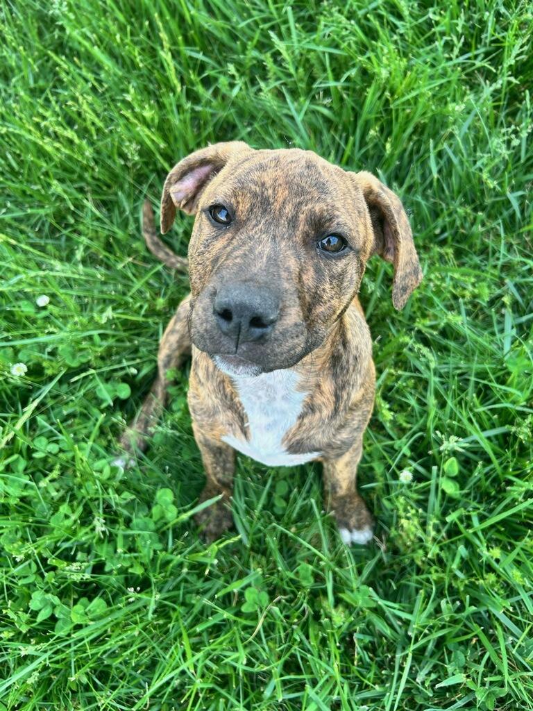 Pretzel (Courtesy Post), Adoptable, Young Female Mixed Breed.