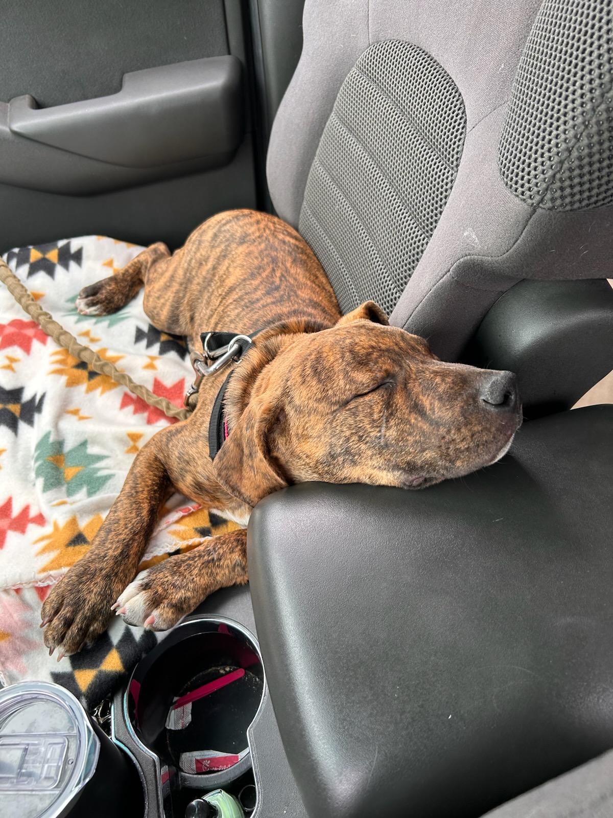 Enlarge Pretzel (Courtesy Post), a Adoptable Mixed Breed in Talbott, TN image 2/2