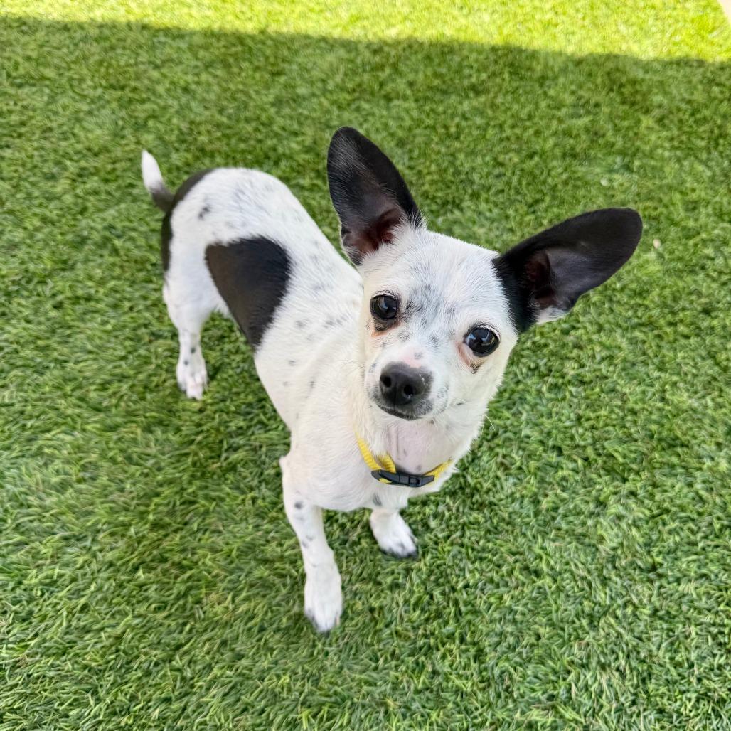 Gege, Adoptable, Puppy Female Chihuahua.