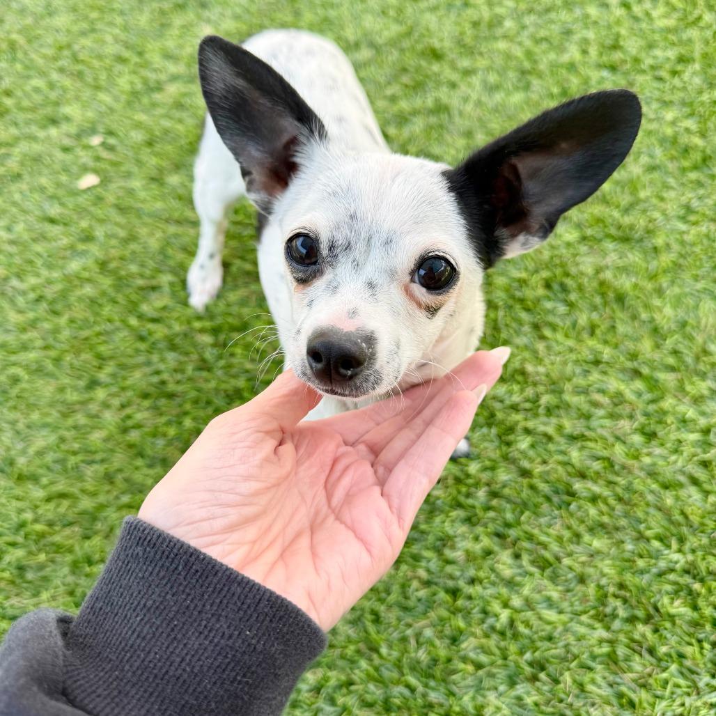Enlarge Gege, a Adoptable mixed breed in Agoura Hills, CA image 2/5