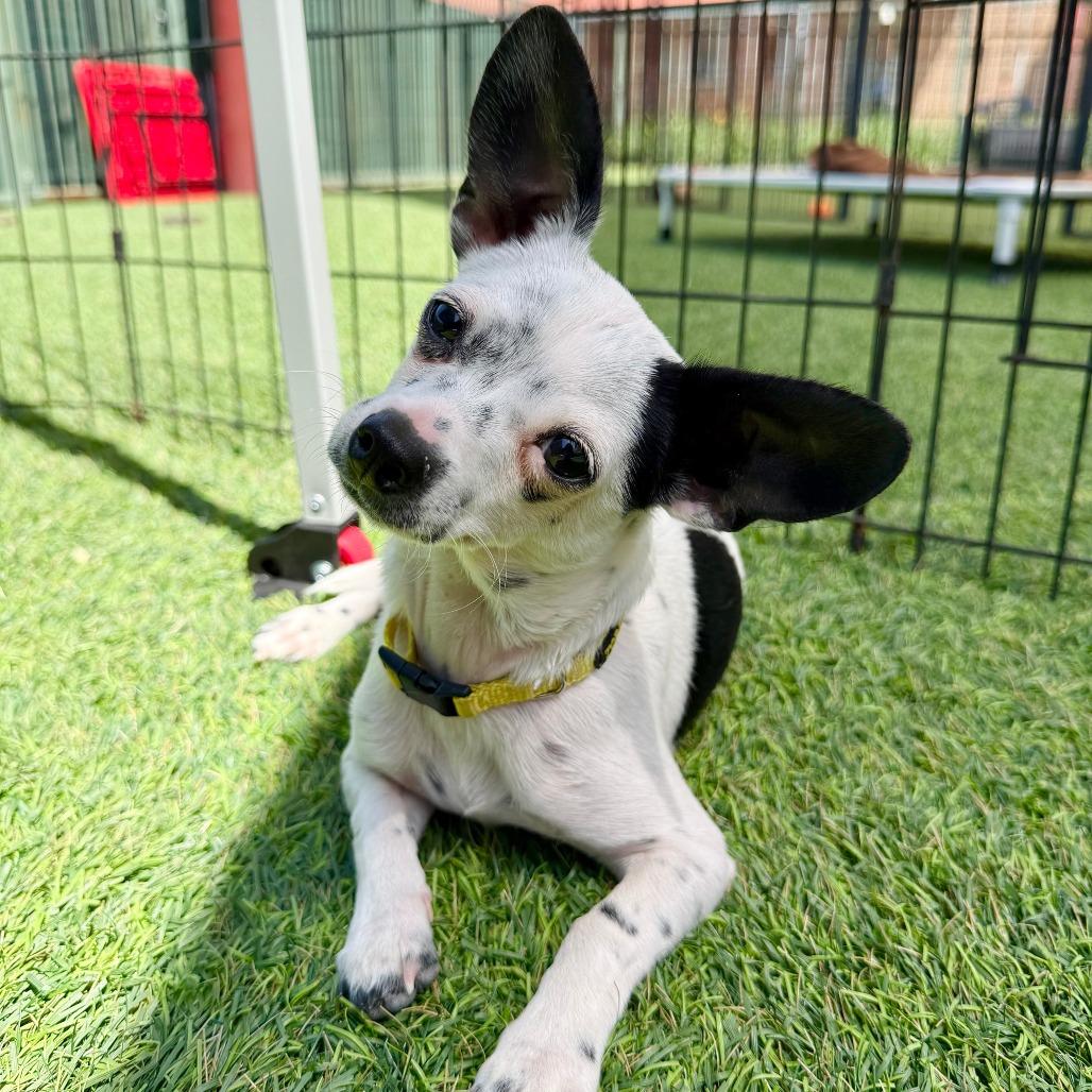 Enlarge Gege, a Adoptable mixed breed in Agoura Hills, CA image 3/5