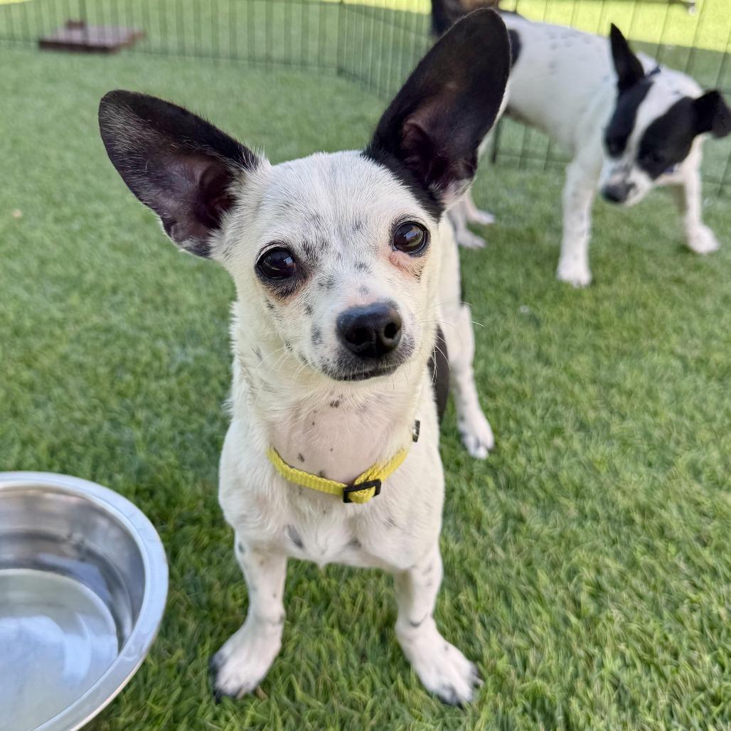 Enlarge Gege, a Adoptable mixed breed in Agoura Hills, CA image 4/5