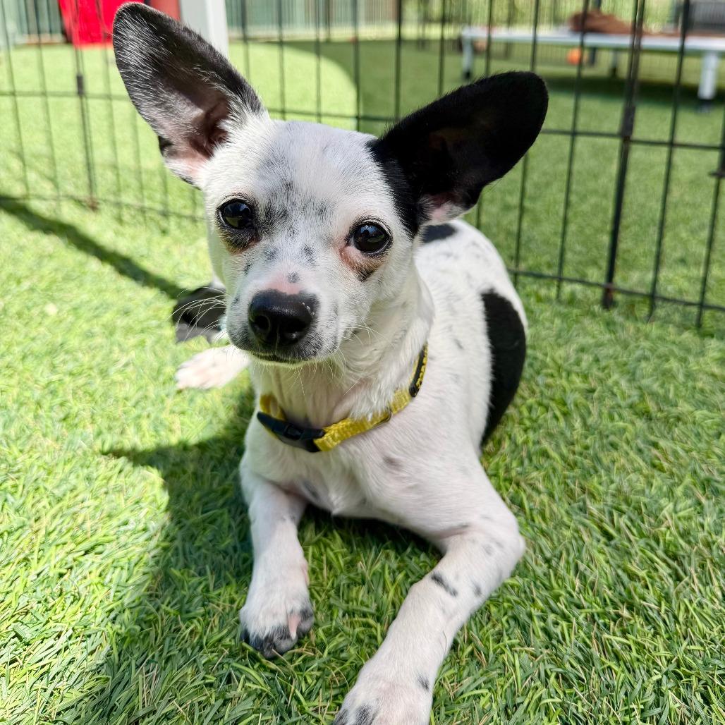 Enlarge Gege, a Adoptable mixed breed in Agoura Hills, CA image 5/5