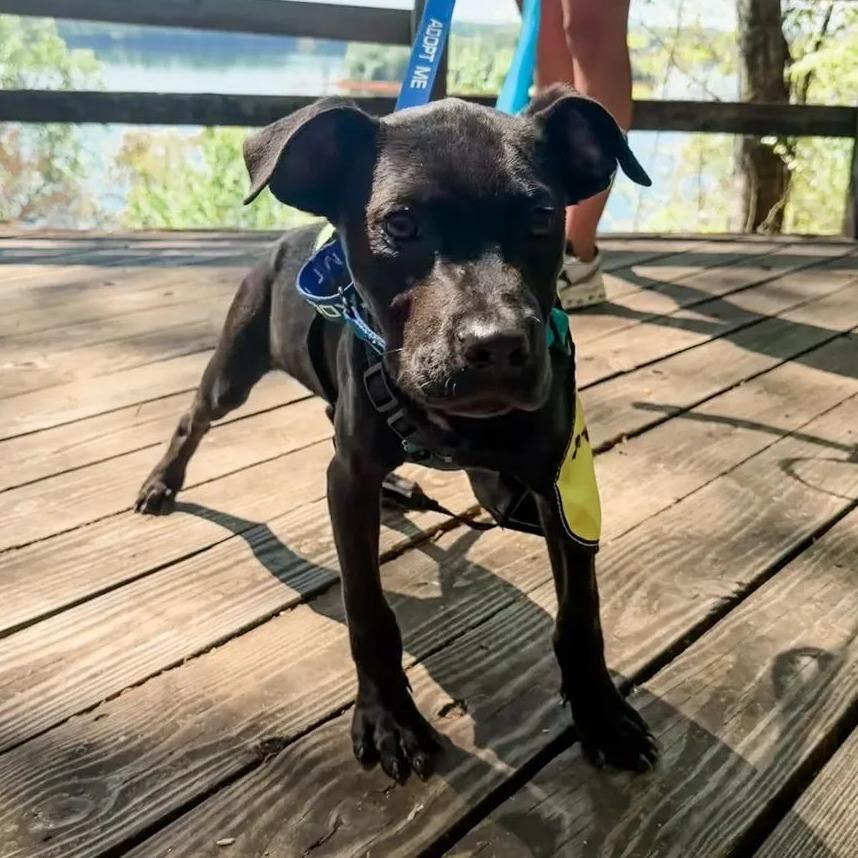 Alabama, Adoptable, Puppy Male Mixed Breed.