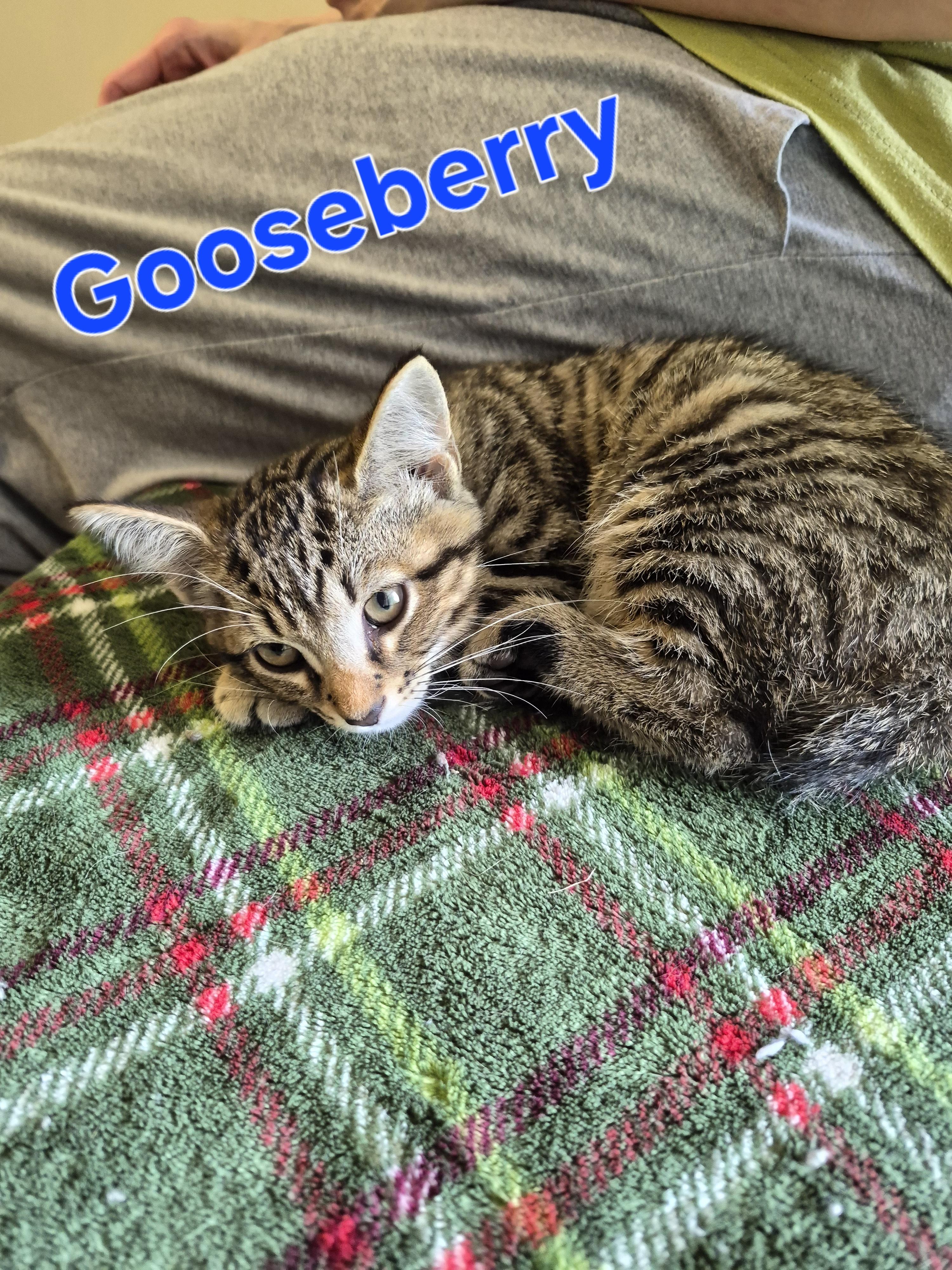 Gooseberry, Adoptable, Kitten Male Domestic Short Hair.