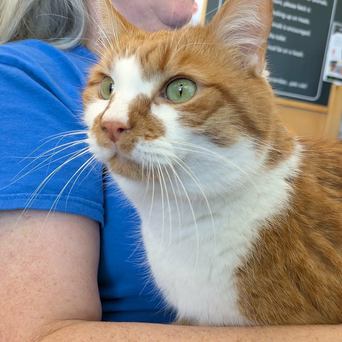 Enlarge Mango Milk, an adopted Domestic Short Hair in Fairborn, OH image 3/6