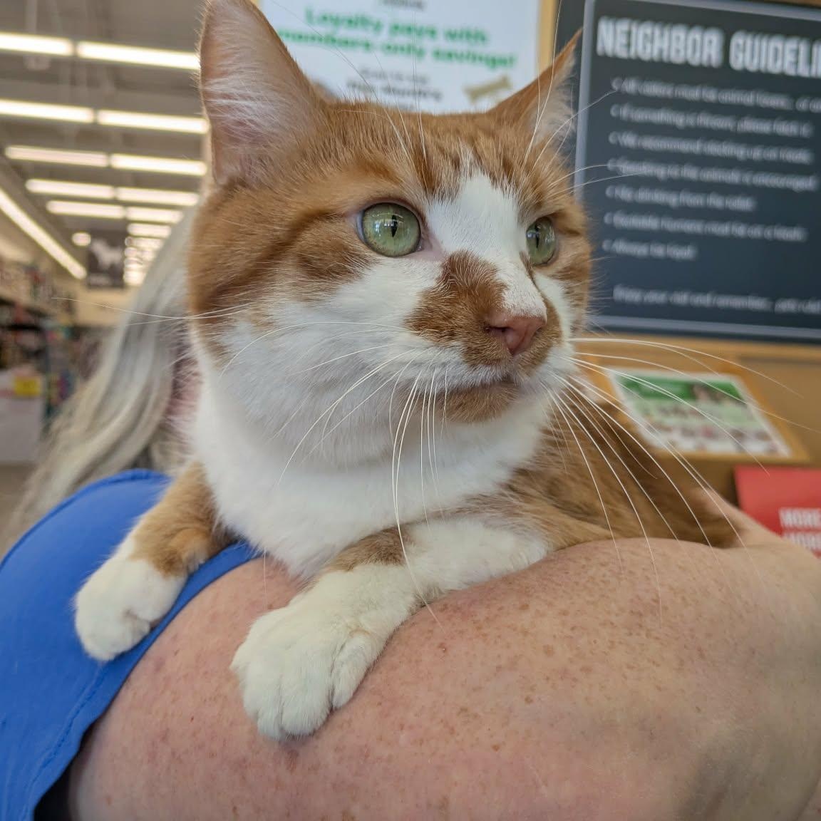 Enlarge Mango Milk, an adopted Domestic Short Hair in Fairborn, OH image 2/6