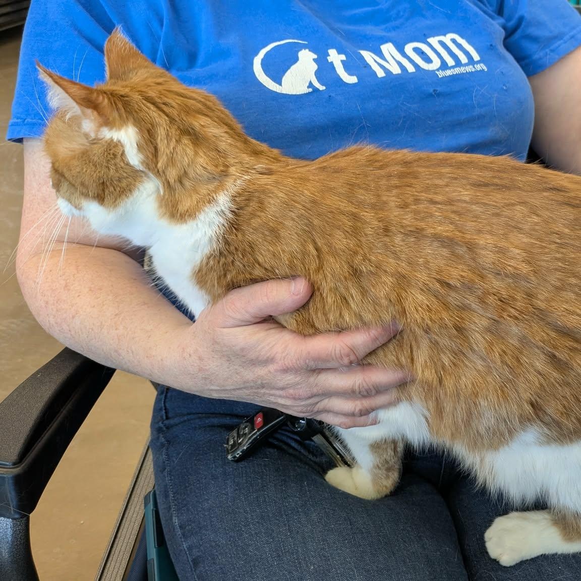 Enlarge Mango Milk, an adopted Domestic Short Hair in Fairborn, OH image 6/6