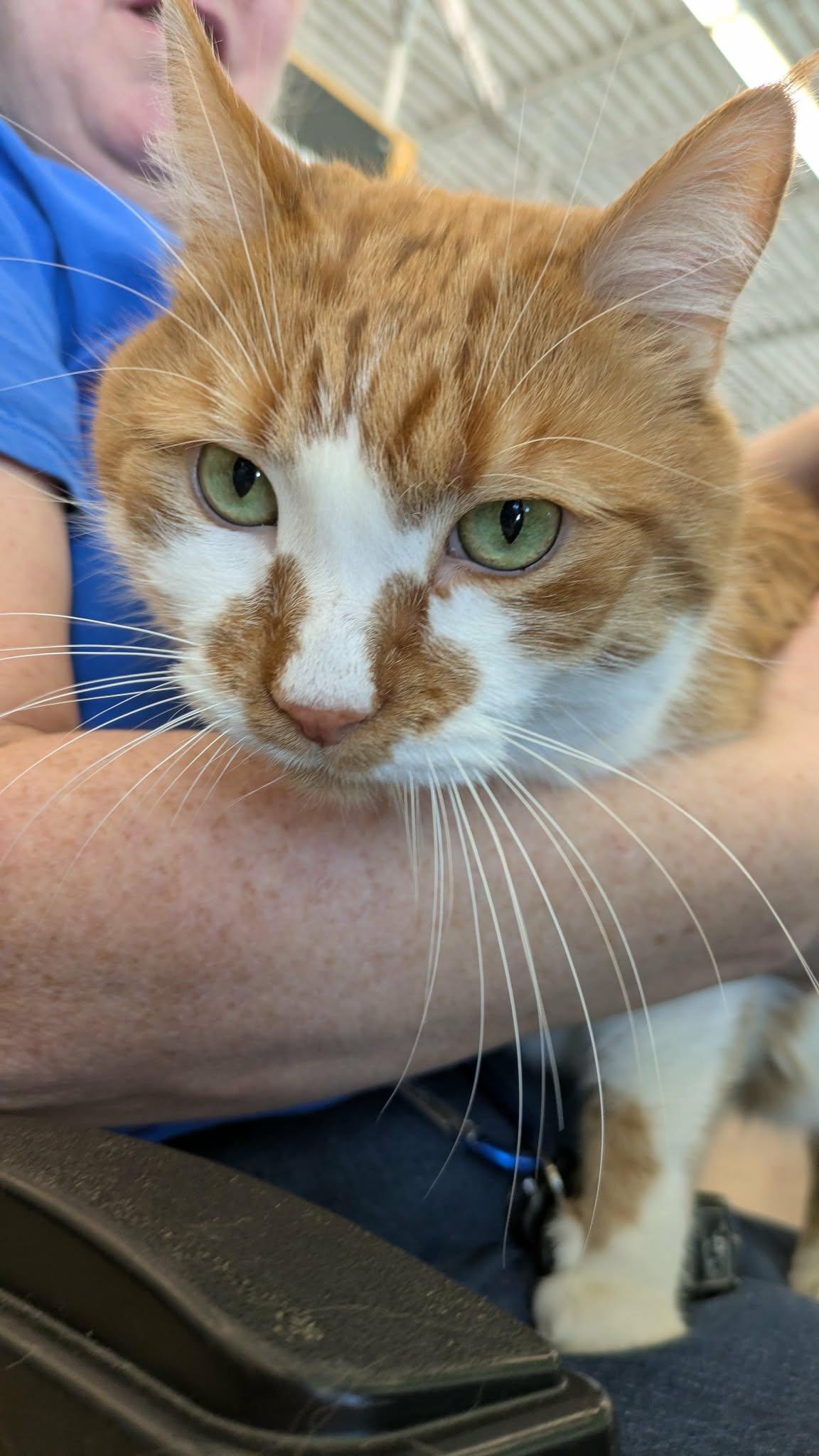 Enlarge Mango Milk, an adopted Domestic Short Hair in Fairborn, OH image 5/6