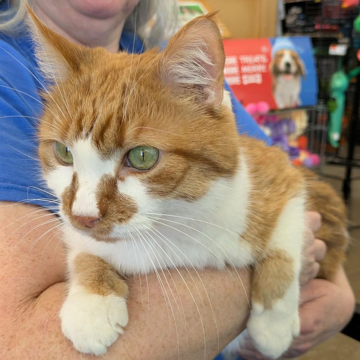 Enlarge Mango Milk, an adopted Domestic Short Hair in Fairborn, OH image 4/6