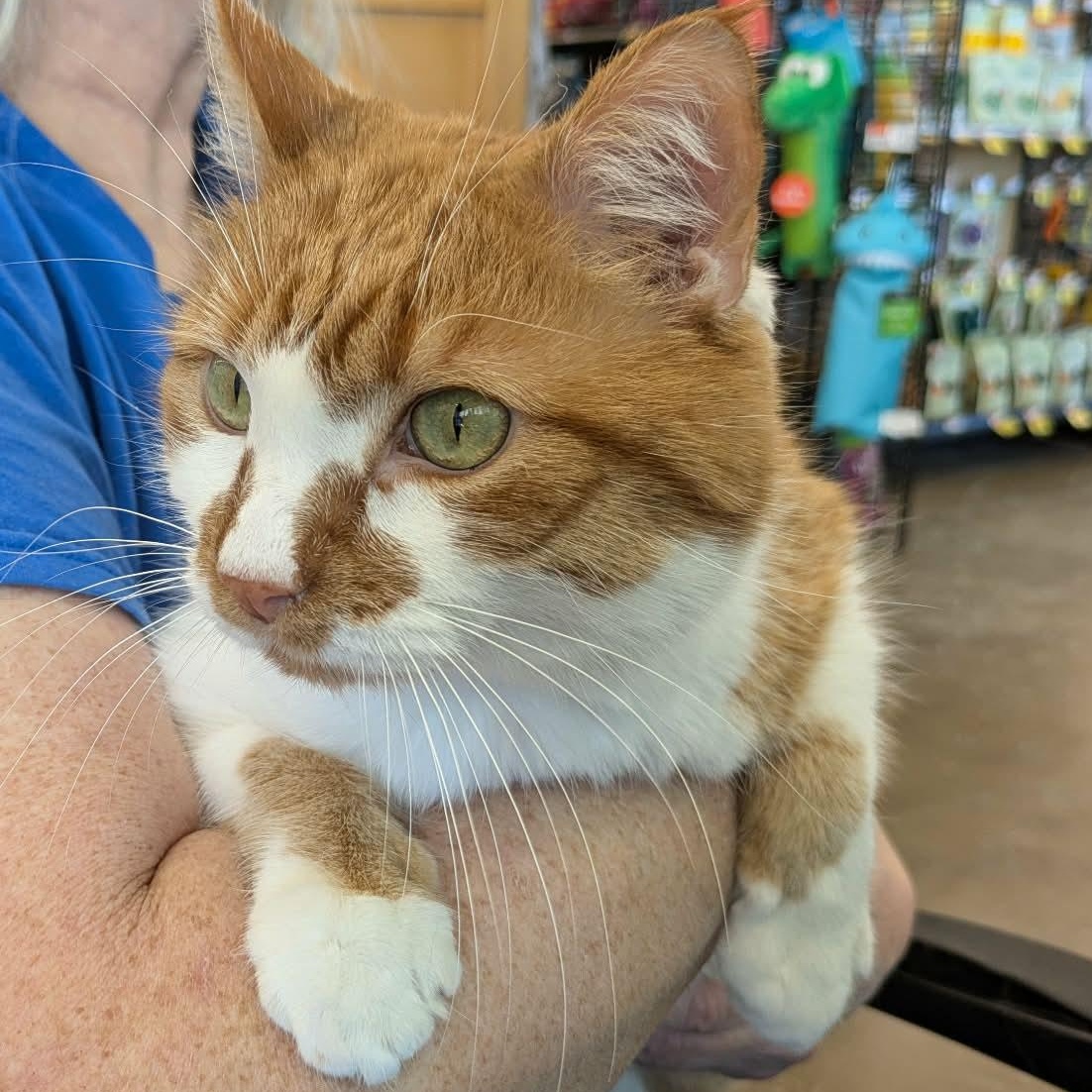 Enlarge Mango Milk, an adopted Domestic Short Hair in Fairborn, OH image 1/6