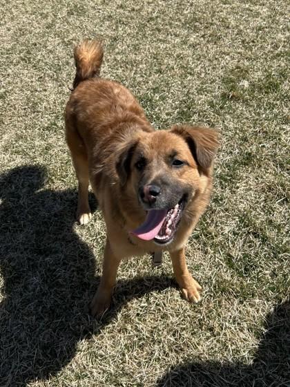 Enlarge Reef, a ADOPTABLE Mixed Breed in Missoula, MT image 2/2