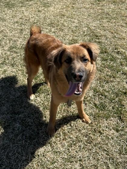 Enlarge Reef, a ADOPTABLE Mixed Breed in Missoula, MT image 1/2
