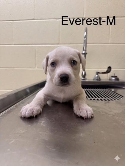 Everest, Adoptable, Puppy Male Mixed Breed & Mixed Breed.