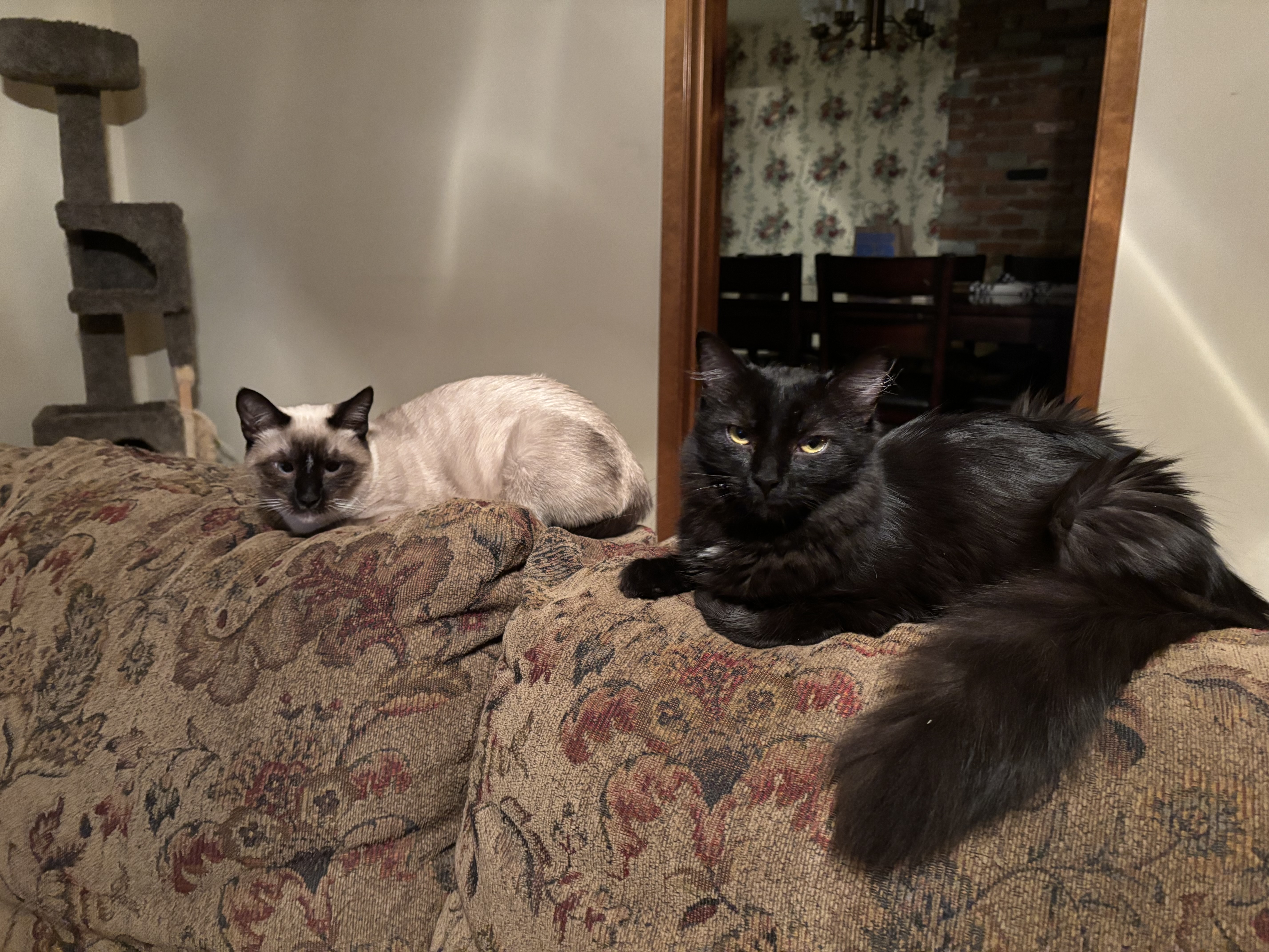 Enlarge Coral & Amber, a Adopted mixed breed in Sacramento, CA image 4/6