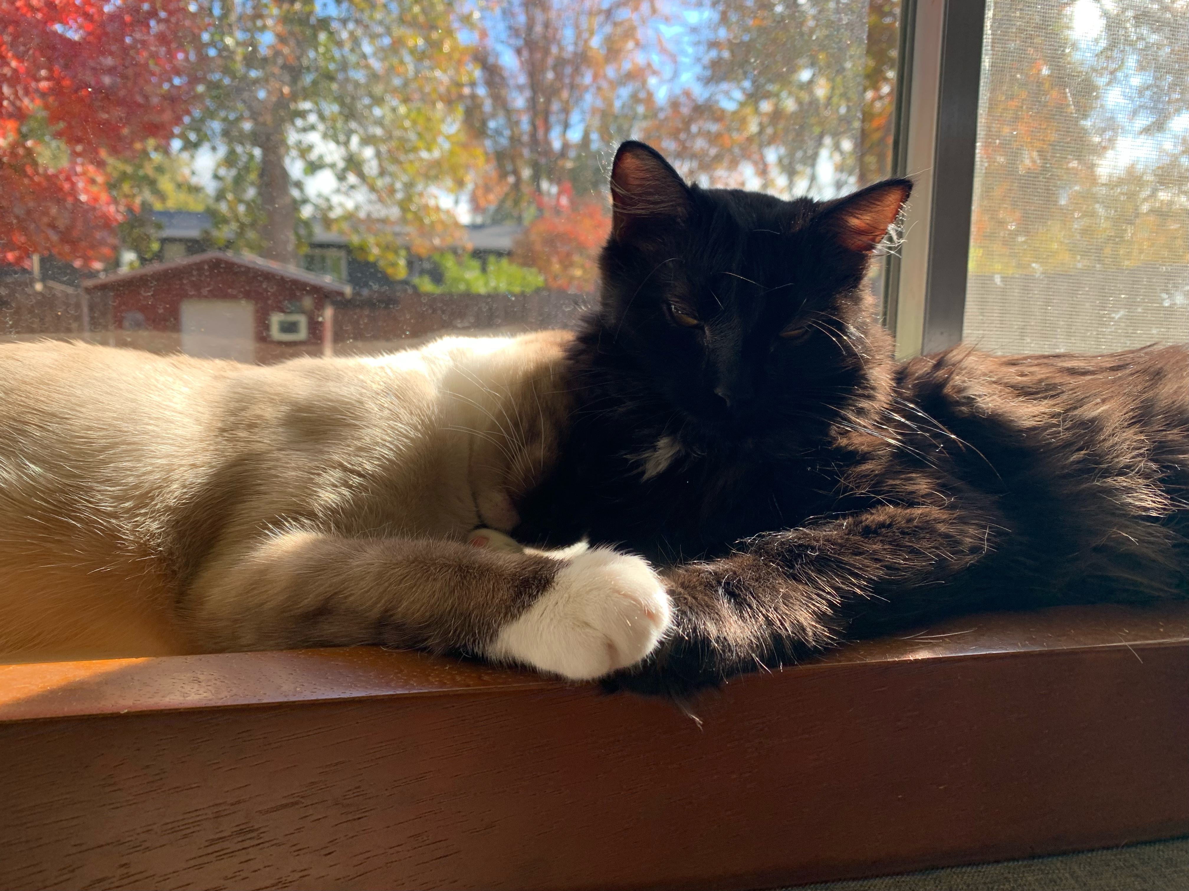 Enlarge Coral & Amber, a Adopted mixed breed in Sacramento, CA image 2/6