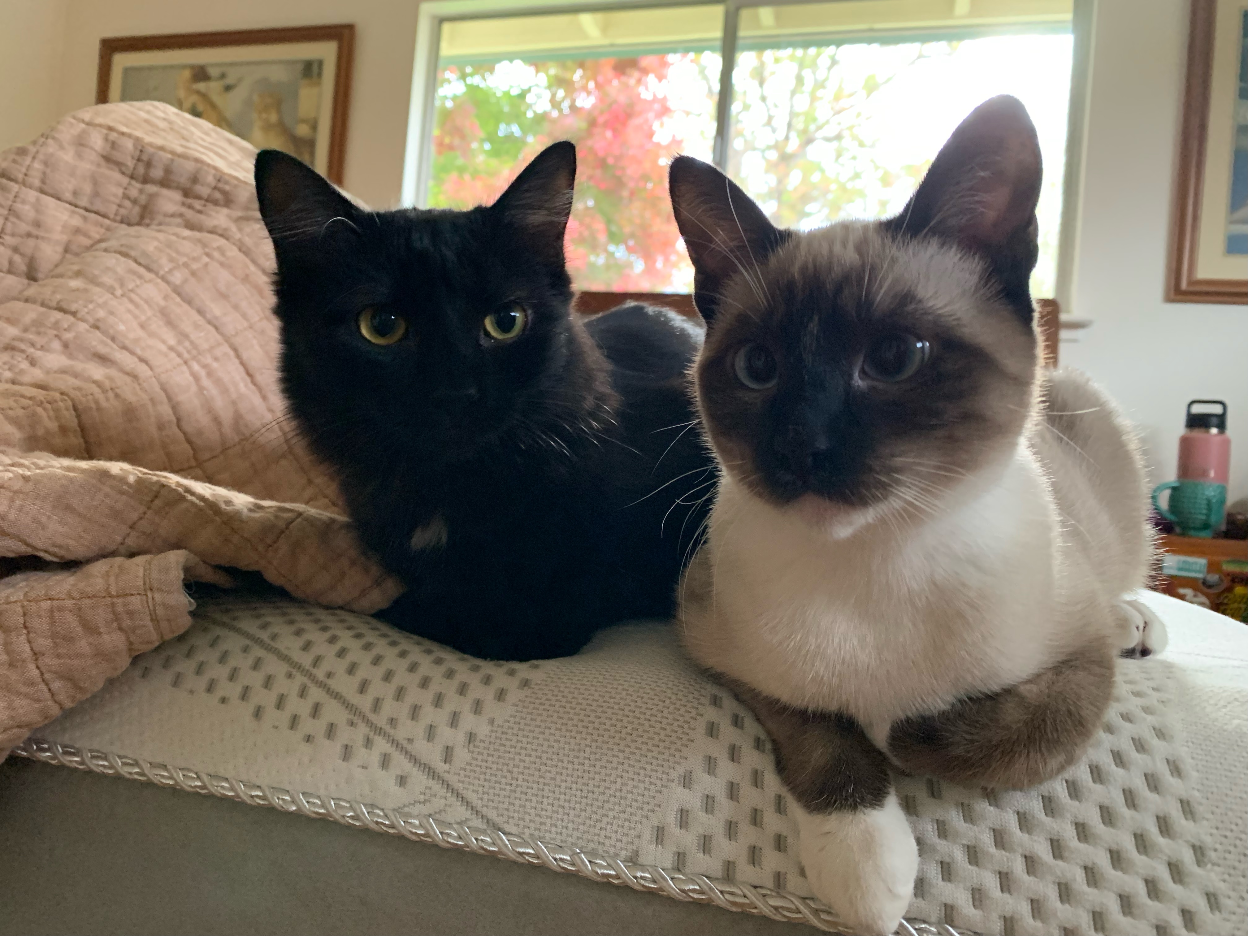 Coral & Amber, Adopted, Kitten Female Siamese & Domestic Long Hair.