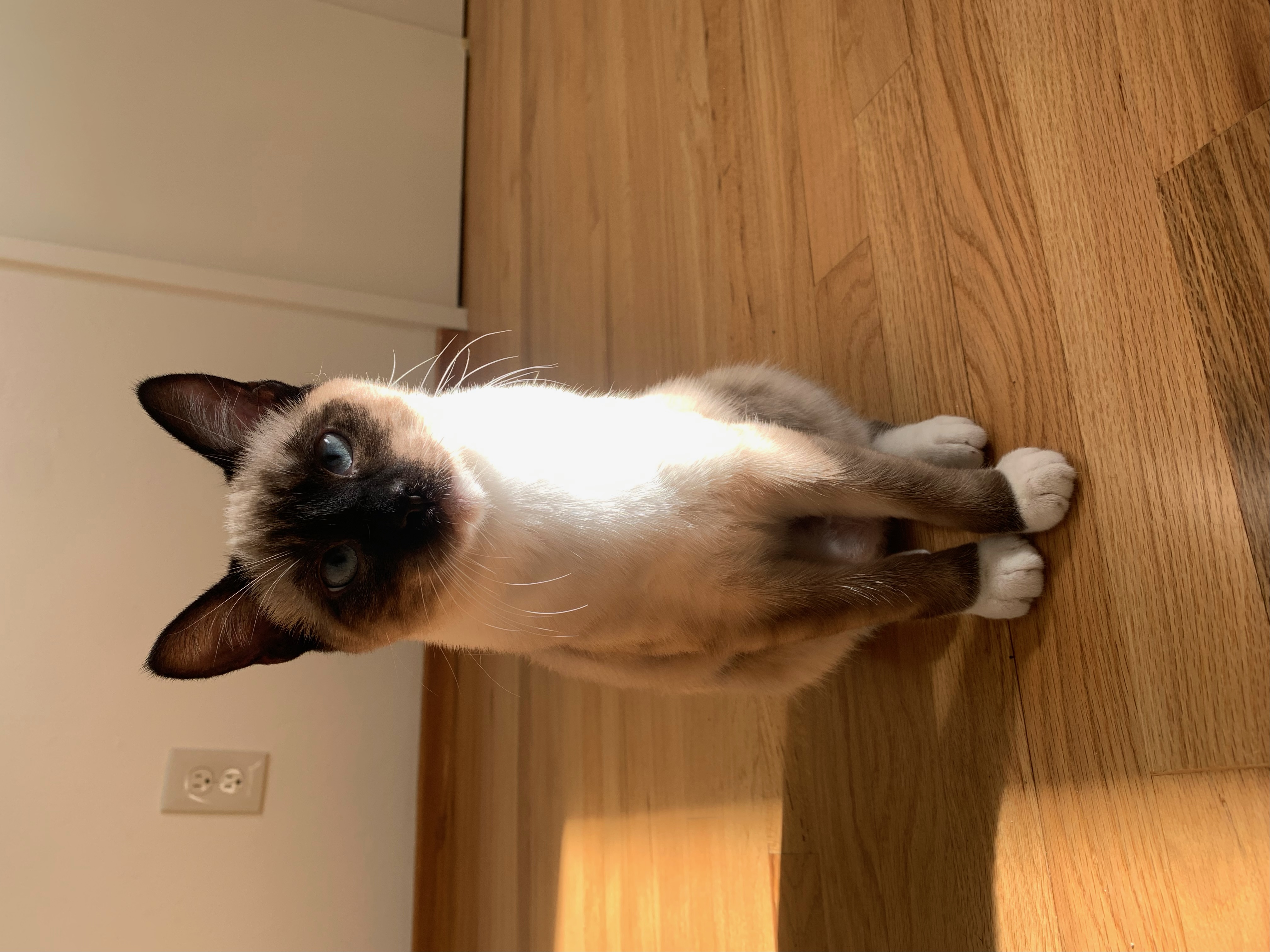 Enlarge Coral & Amber, a Adopted mixed breed in Sacramento, CA image 6/6