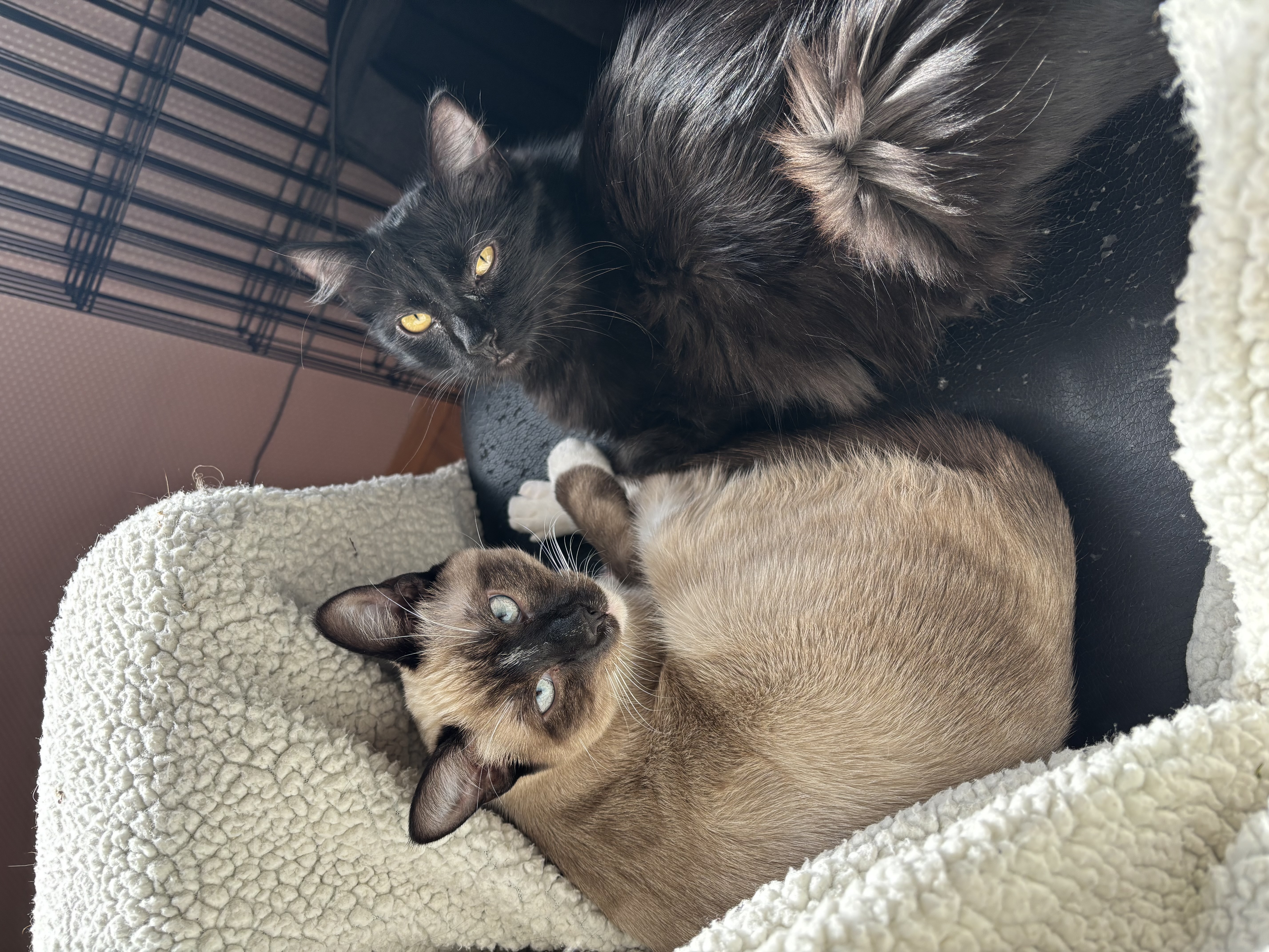 Enlarge Coral & Amber, a Adopted mixed breed in Sacramento, CA image 3/6