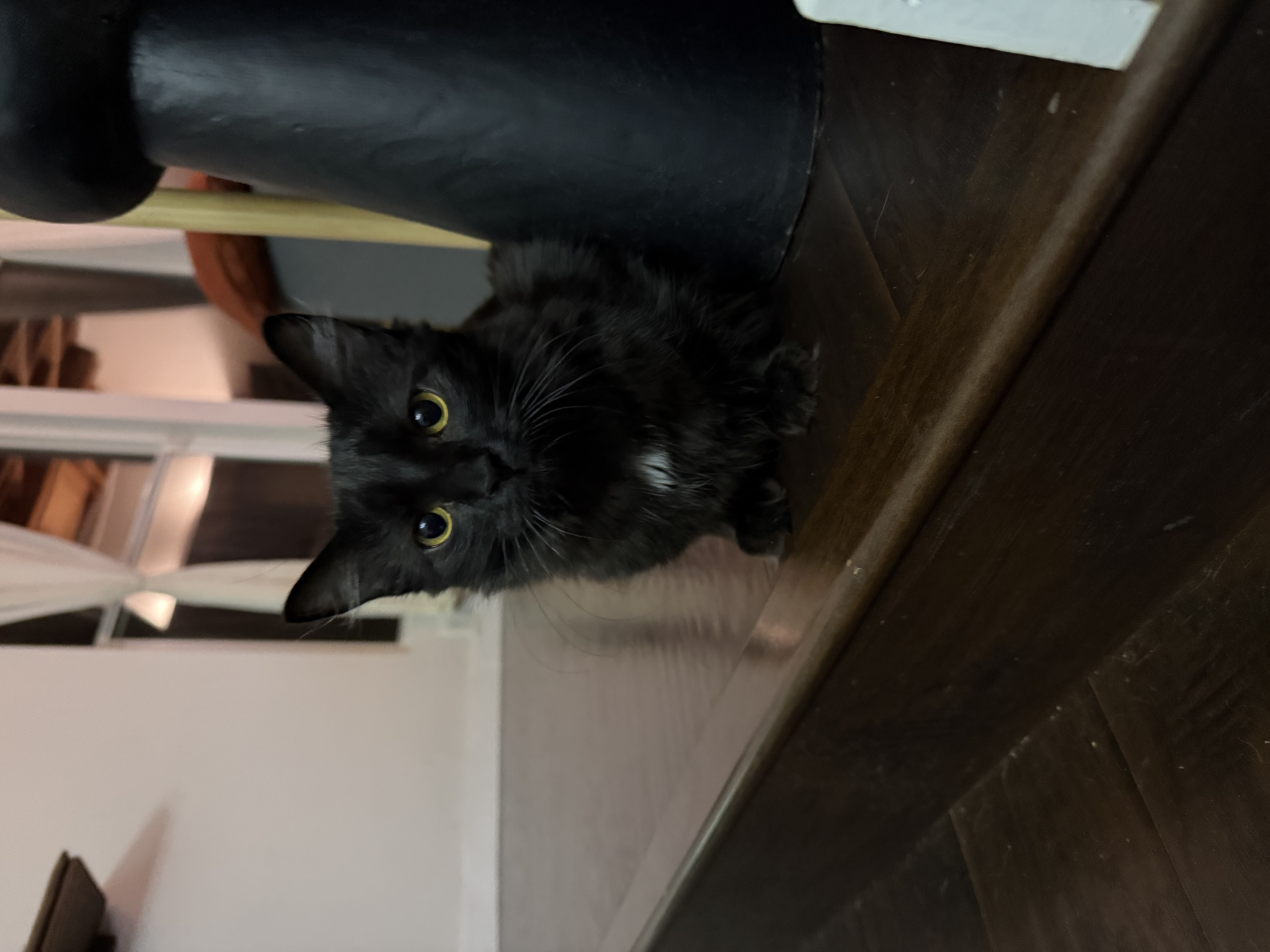 Enlarge Coral & Amber, a Adopted mixed breed in Sacramento, CA image 5/6