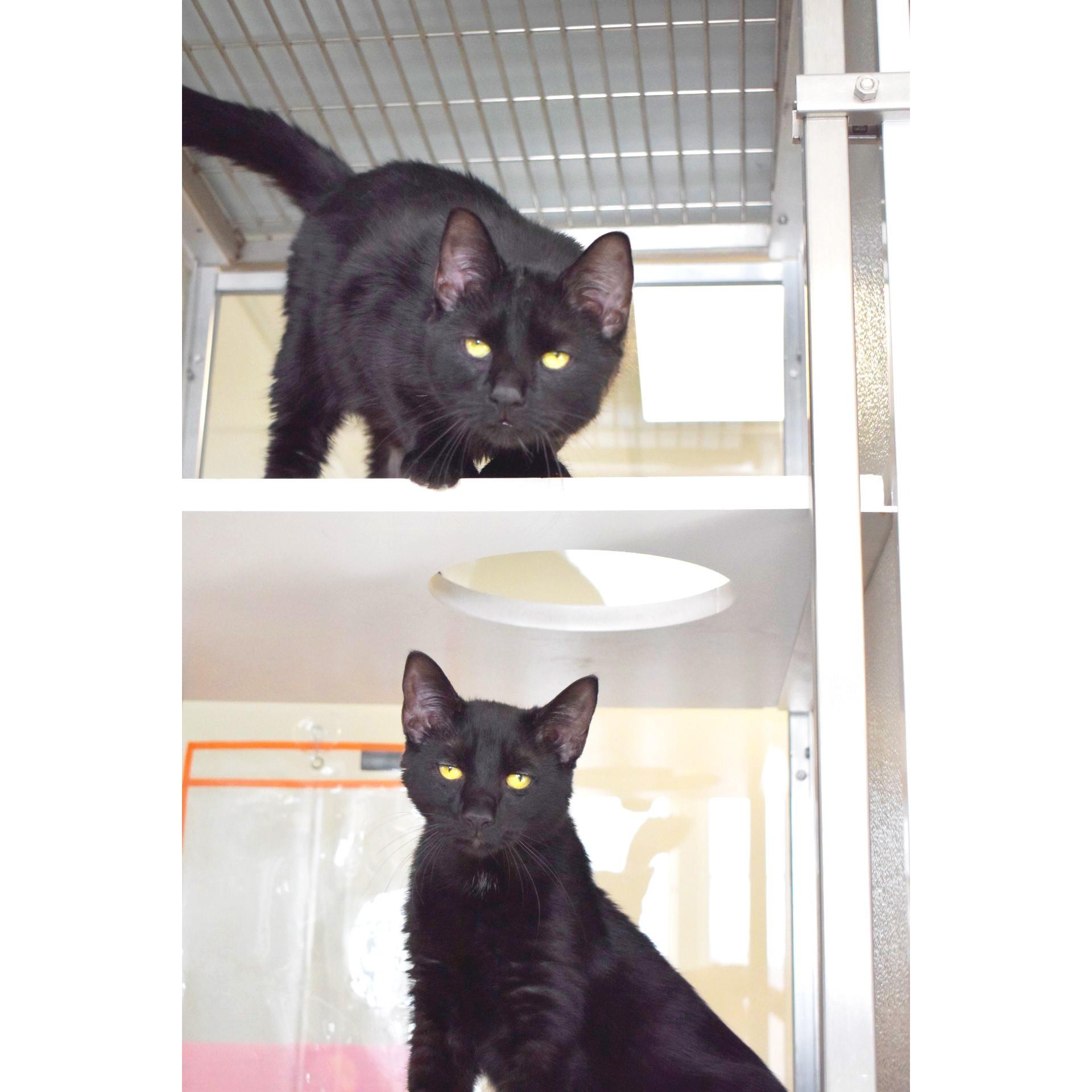 Enlarge Thumbs and Fortnite, an adopted Domestic Short Hair in Amsterdam, NY image 1/1