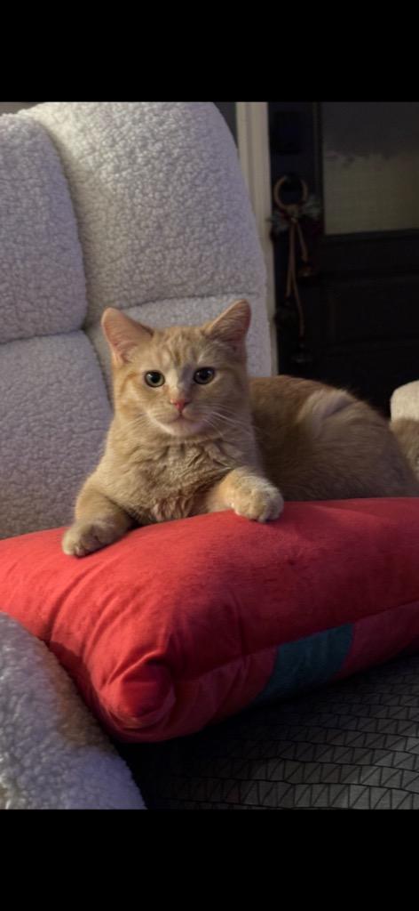 Junebug, a Adoptable mixed breed in Olathe, KS image 1/3