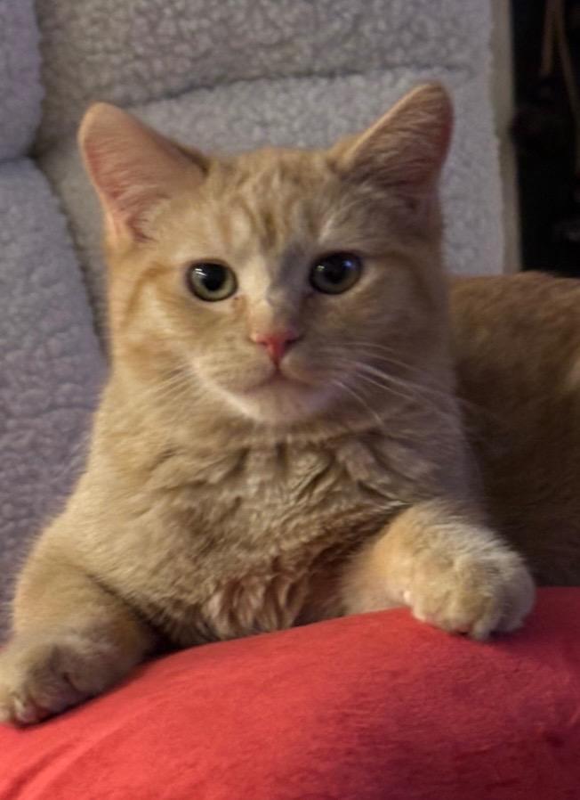 Junebug, Adoptable, Young Female Domestic Short Hair.