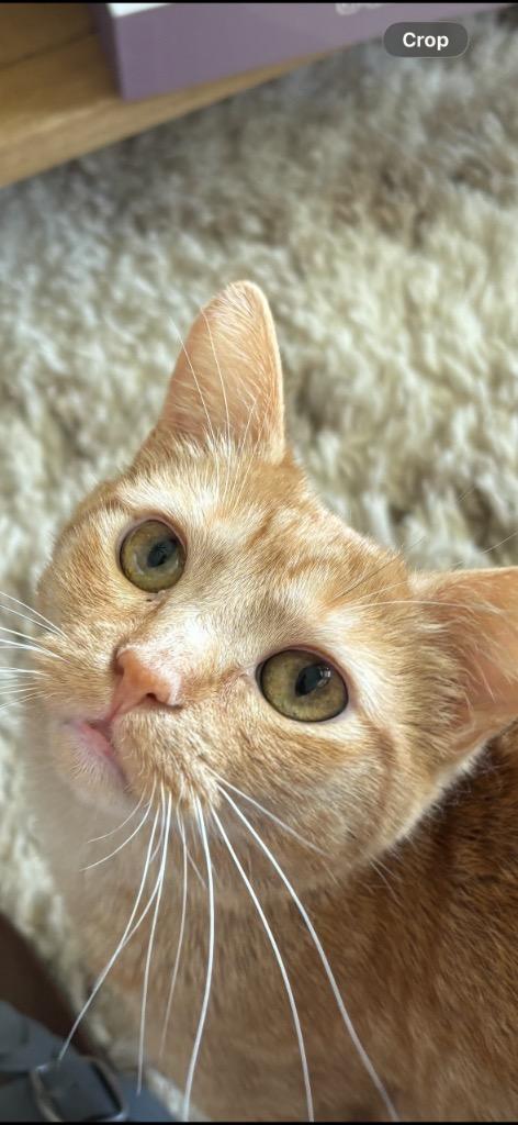 Junebug, a Adoptable mixed breed in Olathe, KS image 3/6