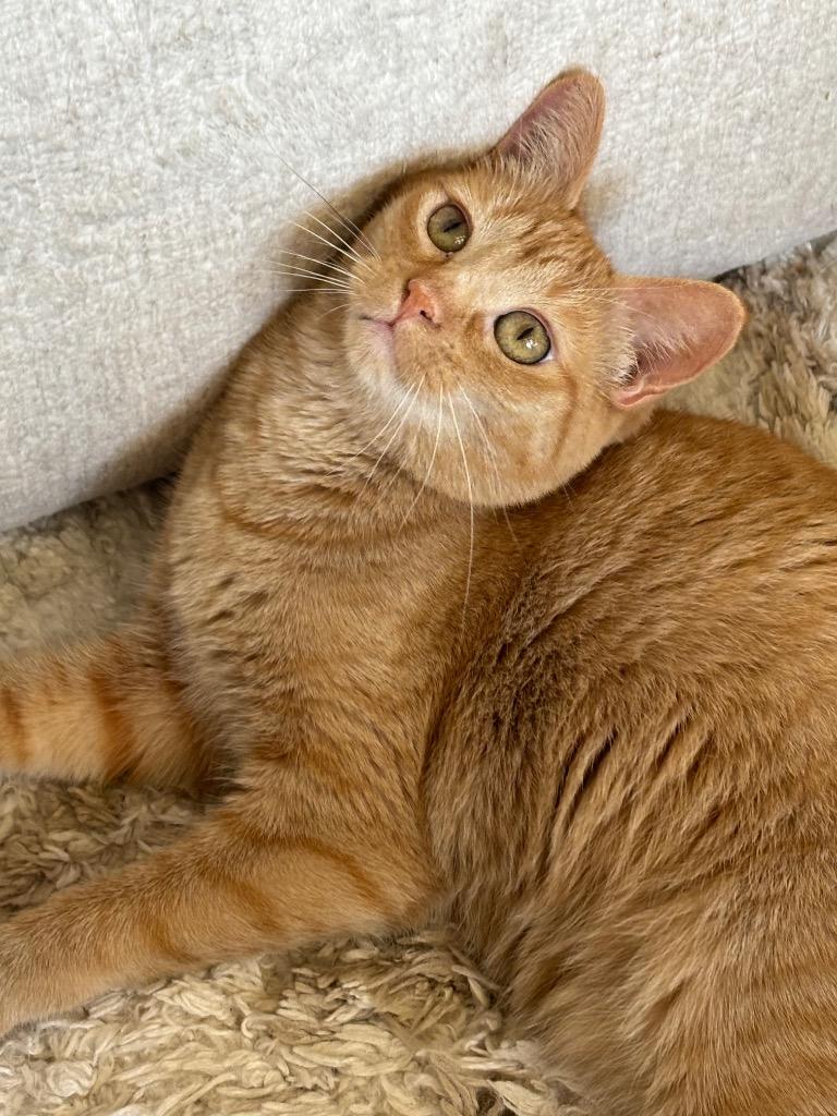 Junebug, a Adoptable mixed breed in Olathe, KS image 6/6