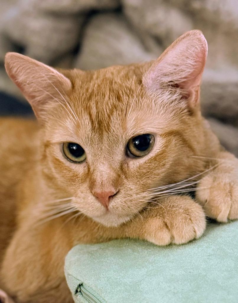 Enlarge Junebug, a Adoptable mixed breed in Olathe, KS image 5/5