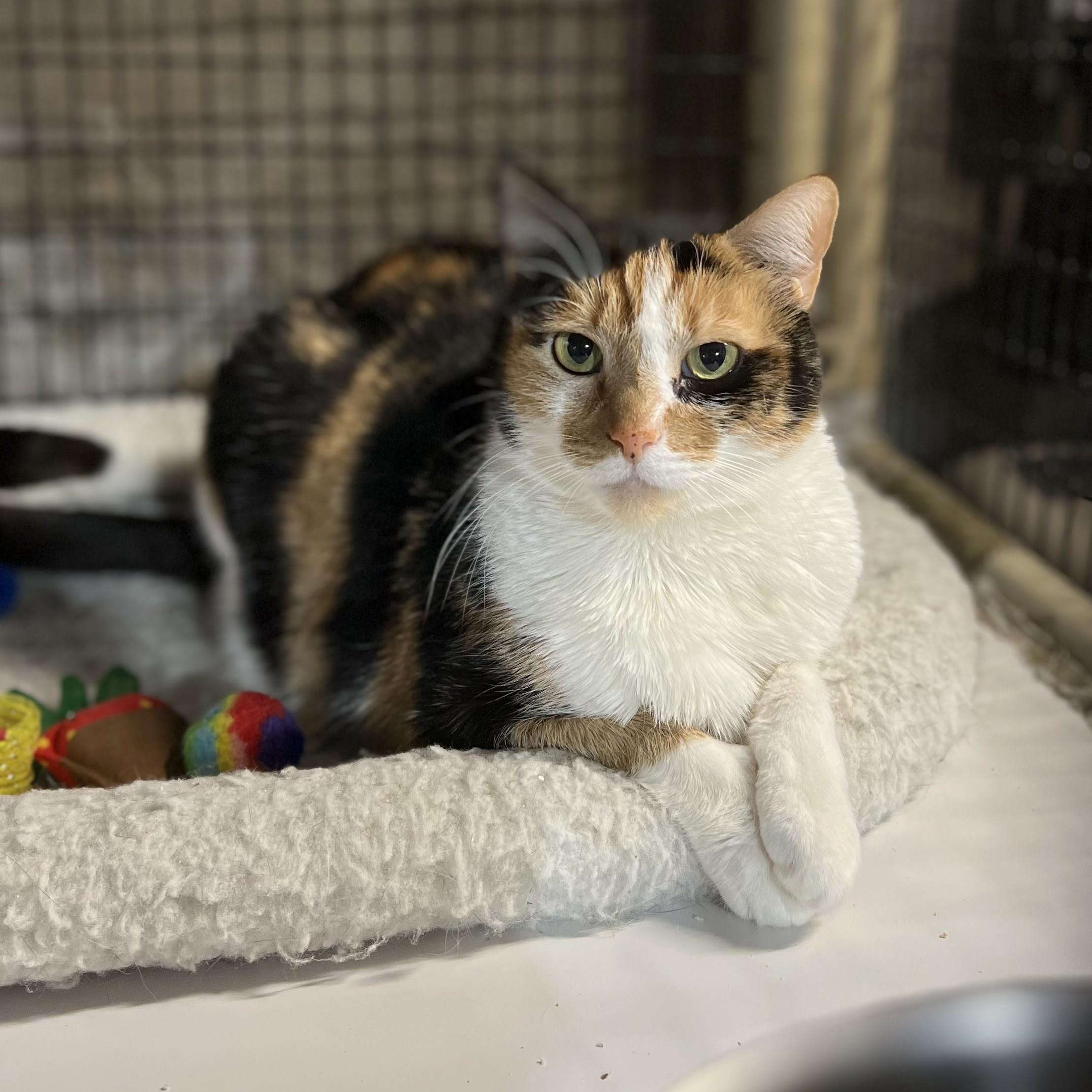 Aurora, ADOPTABLE, Adult Female Domestic Short Hair.