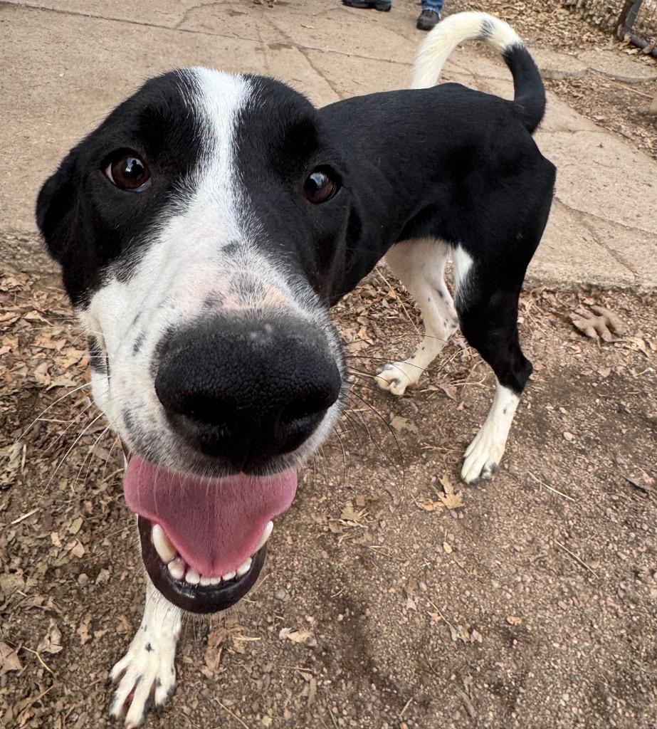 Billy, Adoptable, Young Male Border Collie & Hound.