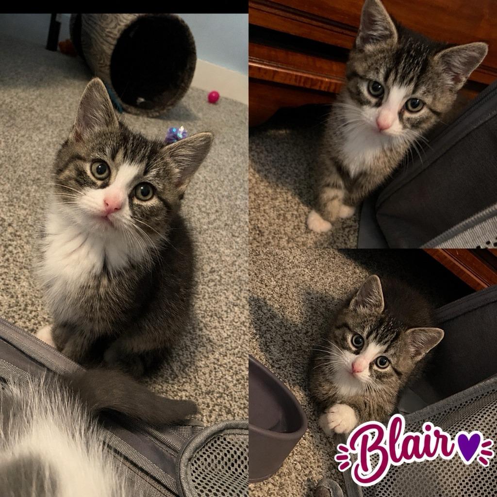 Blair, Adoptable, Kitten Female American Shorthair.
