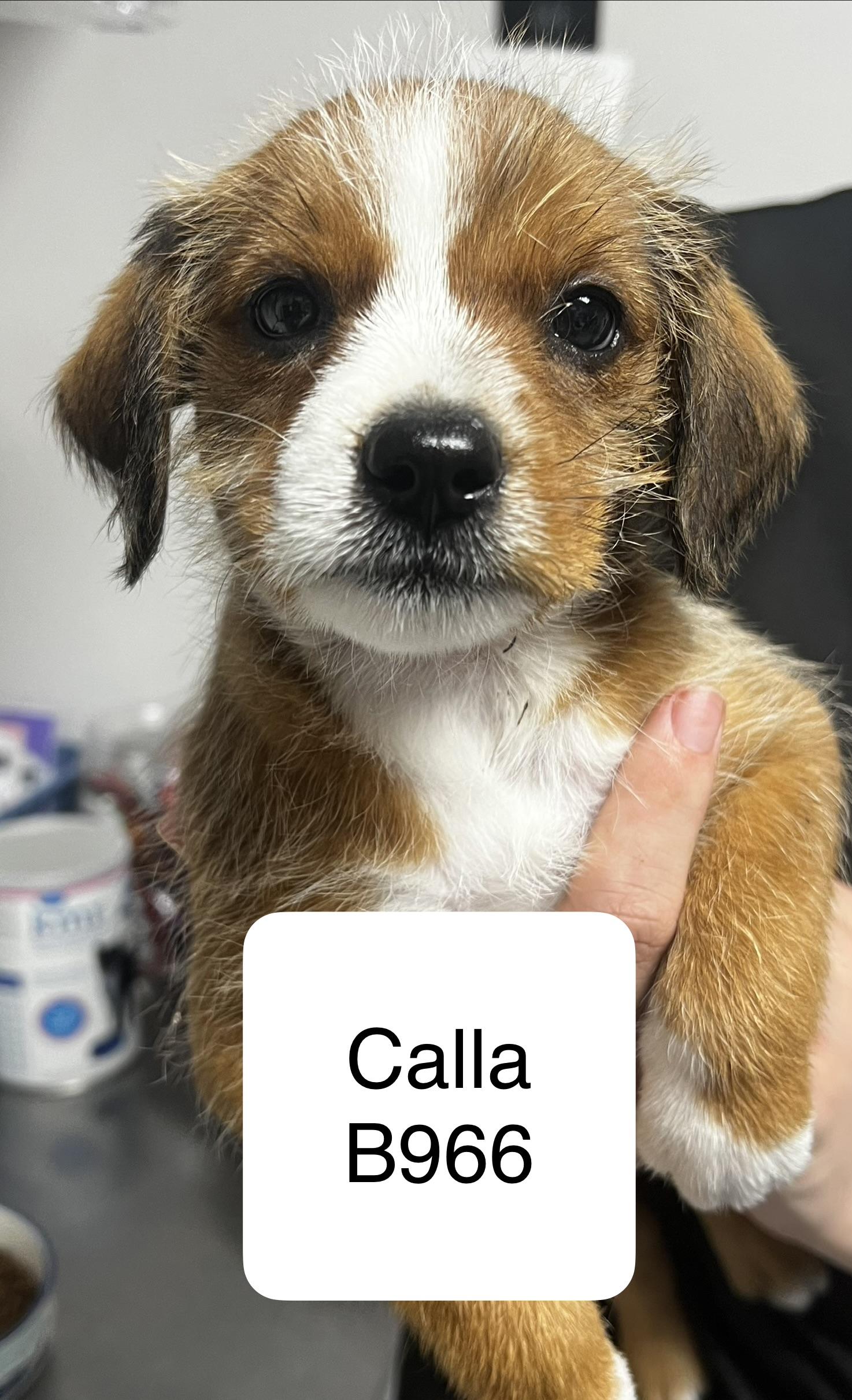 Calla, ADOPTABLE, Puppy Female Shih Tzu & Terrier.