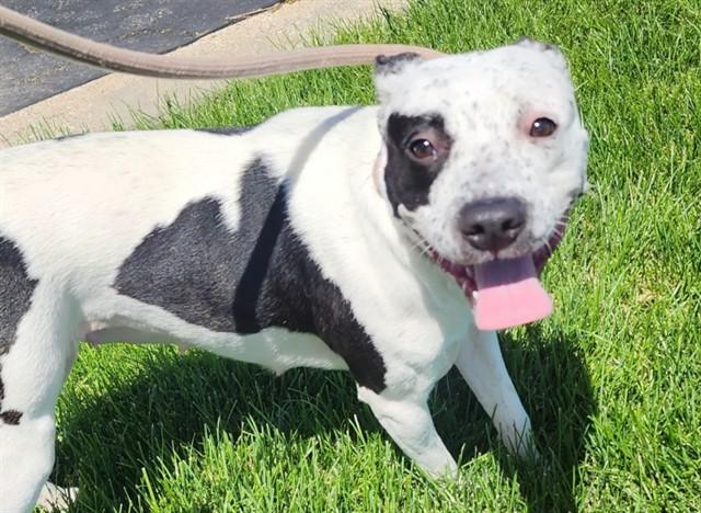Enlarge ORANGE BLOSSOM, a Adoptable Pit Bull Terrier in Decatur, IL image 1/1