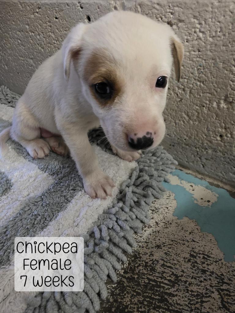 ChickPea, Adoptable, Puppy Female Mixed Breed.